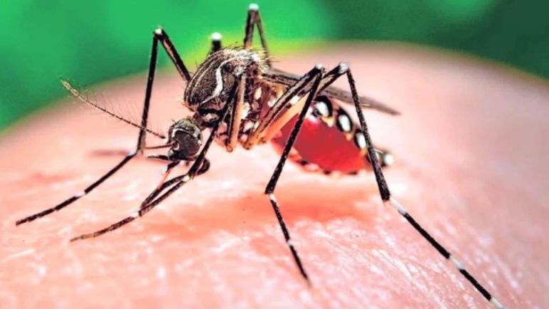 Suman 34 los fallecidos por dengue en la República Dominicana