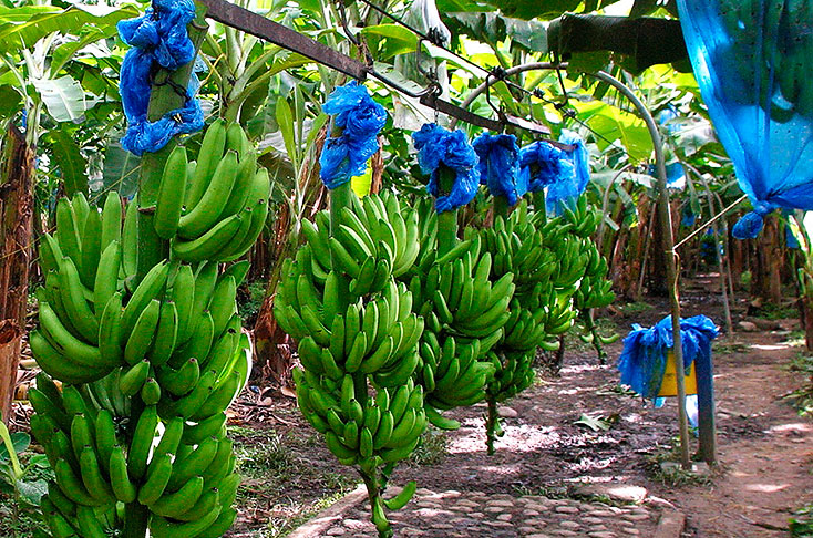 Garantizan abastecimiento de bananos en mercados europeo y local