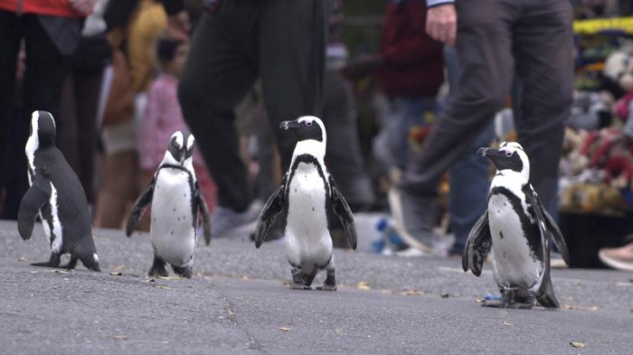 Pingüinos africanos protagonizan nueva serie de Netflix