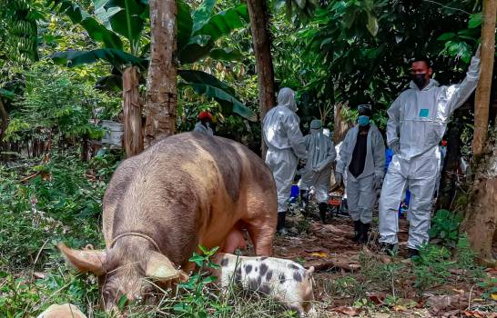Peste porcina africana arriesga industria que produce RD$15 mil millones al año
