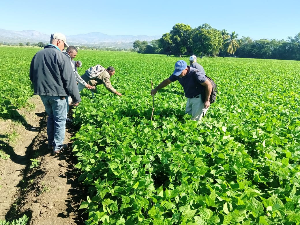 Ministerio de Agricultura supervisa siembra de habichuela en la provincia San Juan