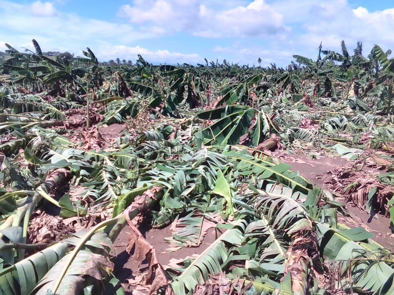 Tornado eliminó plantaciones de plátano y arrasó con granjas de pollos en comunidades de La Vega