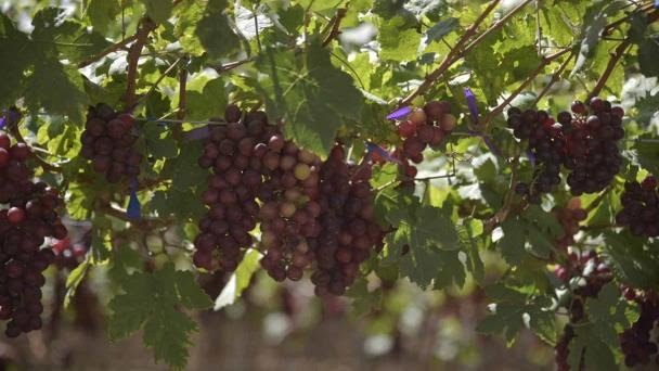 Llegan a puerto EEUU primeros furgones de uvas de mesa dominicana