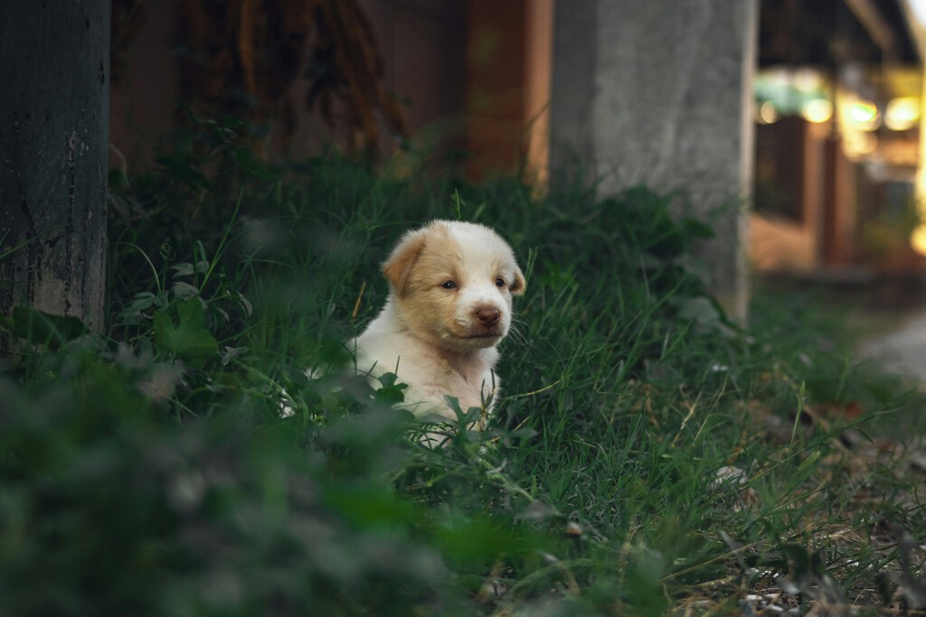Descubrimiento sorprendente: Un cachorro de 15.800 años desafía la historia de la domesticación de los perros