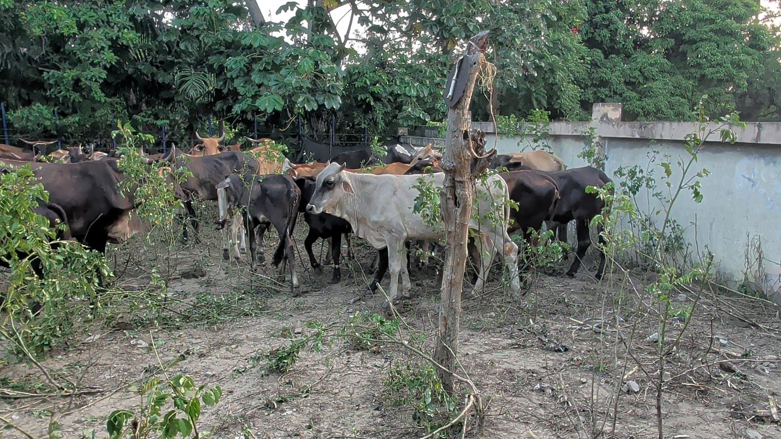 Ganaderos retienen reses de haitianos como medida de presión tras robo de 24 animales en la frontera