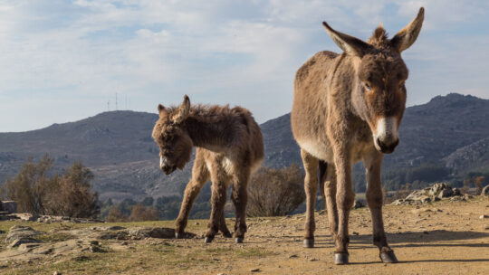 España tiene cada vez más bosques y menos recursos para prevenir los incendios. Su solución: burros bomberos