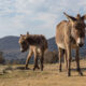 España tiene cada vez más bosques y menos recursos para prevenir los incendios. Su solución: burros bomberos