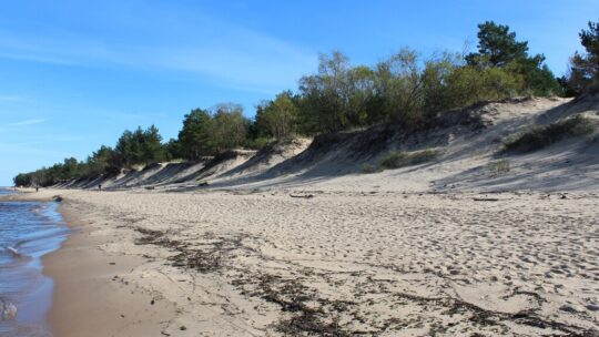 Alabama lleva 40 años enterrando árboles de Navidad sobre sus playas. El resultado ha sido un éxito: nuevas dunas contra los huracanes