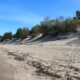 Alabama lleva 40 años enterrando árboles de Navidad sobre sus playas. El resultado ha sido un éxito: nuevas dunas contra los huracanes