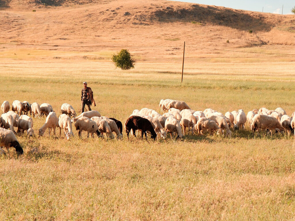 Ante la ola de calor, pastores de La Rioja han decidido salir con las ovejas a las cinco y volver «hasta que ya no puedan»