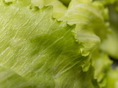 Ciclosporiasis en Estados Unidos por lechuga iceberg