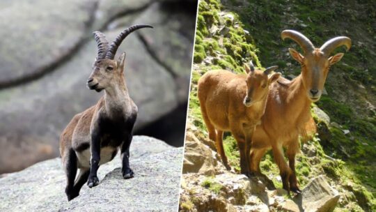 El arruí africano y la cabra montés llevan 50 años compartiendo montaña en España: la ciencia duda de que el arruí sea "invasor"