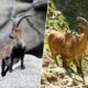 El arruí africano y la cabra montés llevan 50 años compartiendo montaña en España: la ciencia duda de que el arruí sea "invasor"