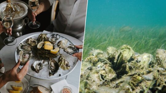 En 2007 empezaron a reciclar las conchas vacías de ostra de los restaurantes de Florida. Hoy han recuperado ya 97 arrecifes
