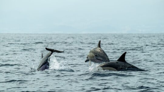 Hace 50 millones de años, las ballenas abandonaron la tierra firme. Ahora sabemos por qué la evolución les ha impedido volver