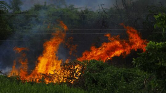 La peor señal de los incendios en España no es que ardan los montes: es que el fuego se está comiendo los cultivos