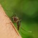 Malaria en aeropuerto deja dos muertos en Fráncfort