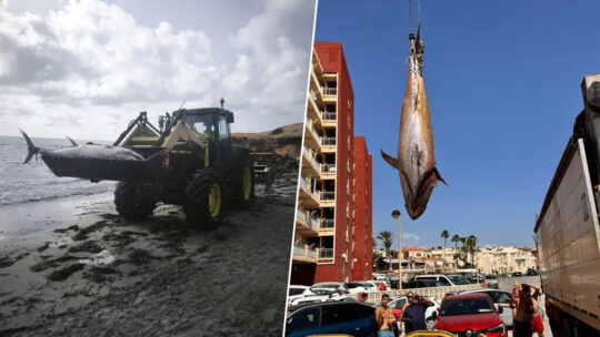 Qué demonios está pasando en las playas de Torrevieja, Orihuela y Pilar de la Horadada para que estén apareciendo varados atunes de 300 kilos