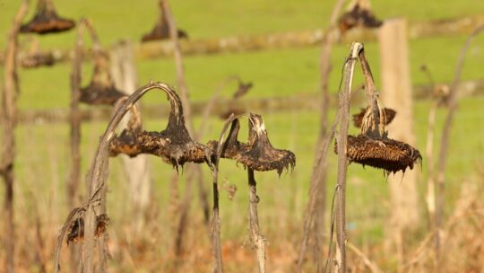 Un agricultor confió en los consejos de la IA para cuidar su cosecha. El resultado: 10 hectáreas arrasadas en una noche