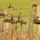 Un agricultor confió en los consejos de la IA para cuidar su cosecha. El resultado: 10 hectáreas arrasadas en una noche