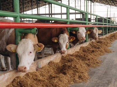 Aumento precios carne res por redadas de ICE en ganaderos