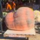 En Navarra hay un agricultor obsesionado con las calabazas gigantes: el año pasado cultivó una de 1.187 kilos y este año vuelve a ganar