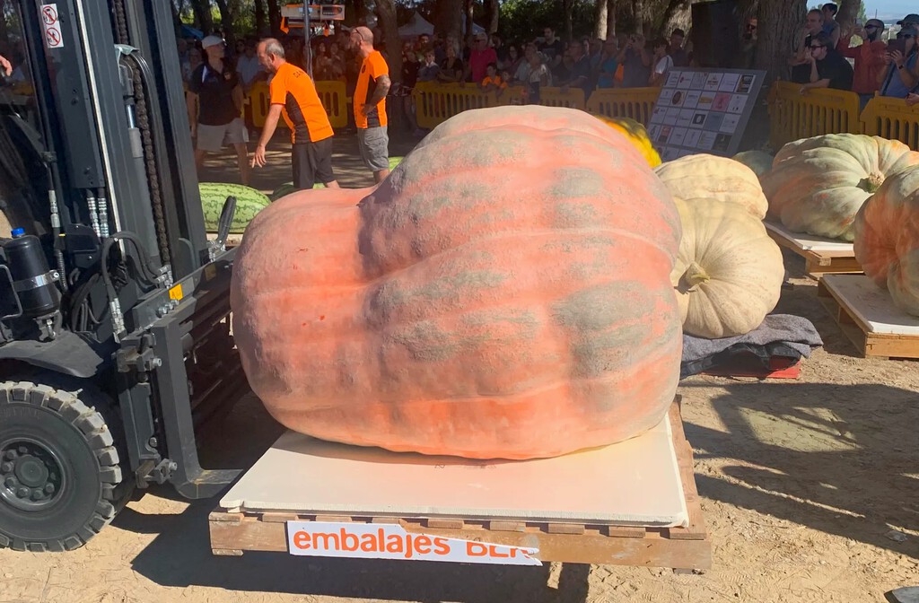 En Navarra hay un agricultor obsesionado con las calabazas gigantes: el año pasado cultivó una de 1.187 kilos y este año vuelve…