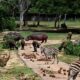 Entre apagones y escasez, el Zoológico Nacional de Cuba sobrevive