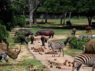 Entre apagones y escasez, el Zoológico Nacional de Cuba sobrevive