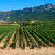 Eran algunas de las marcas más icónicas del vino de Rioja. Una subasta las ha dejado en manos del gigante de Valdepeñas