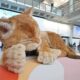 Hong Kong tiene algo que muchos aeropuertos querrían para sí. No es una nueva terminal: es un gato gigante interactivo
