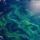 La NASA ha detectado una mancha verde gigante desde el espacio en Nueva Zelanda. Y no es contaminación ni un fallo de imagen