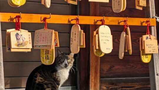 Los gatos callejeros estuvieron a punto de ser clasificados como especie invasora en Japón