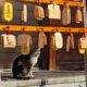 Los gatos callejeros estuvieron a punto de ser clasificados como especie invasora en Japón