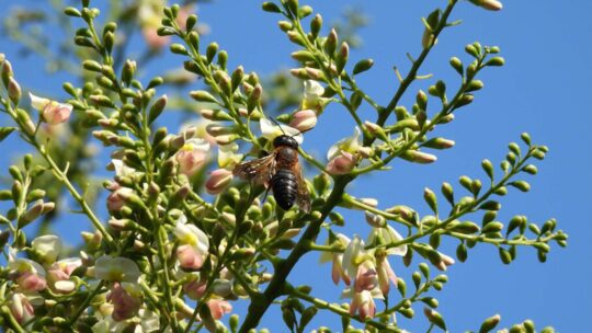 Malditos jardines modernos: el árbol exótico ornamental que está ayudando a expandirse a la primera abeja invasora de Europa