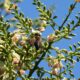 Malditos jardines modernos: el árbol exótico ornamental que está ayudando a expandirse a la primera abeja invasora de Europa