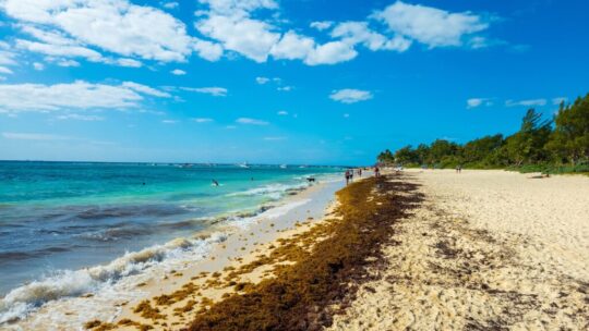 México tiene tantísimas algas en sus playas que ha tenido una idea: convertir el sargazo en sandalias y cosméticos
