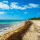 México tiene tantísimas algas en sus playas que ha tenido una idea: convertir el sargazo en sandalias y cosméticos