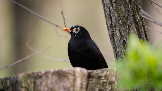 Qué tiene el canto de los pájaros para relajarnos tanto: la ciencia acaba de descifrar la "fórmula acústica" exacta