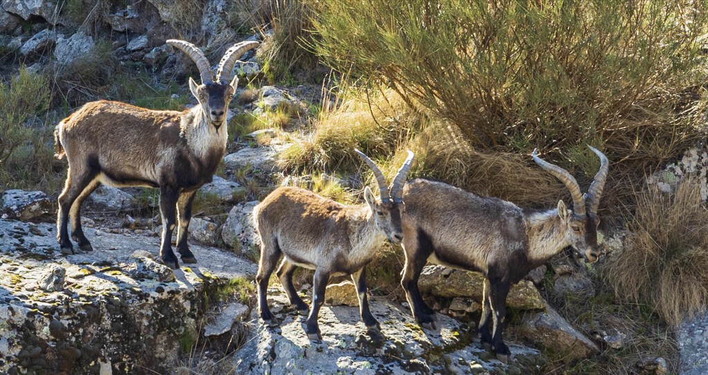 Se buscan voluntarios para vivir gratis en un refugio de la Sierra de Gredos a cambio de trabajar 24 horas semanales cuidando a…