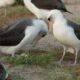 Un biólogo anilló en 1956 un albatros en Midway: casi 70 años después, esa misma hembra sigue volviendo a criar en la colonia