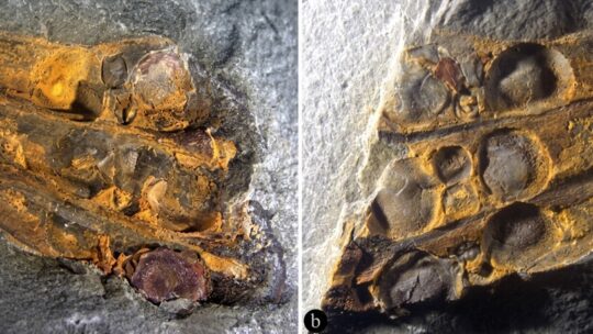 Una flor adelantada a su tiempo: hallan en China un fósil de 295 millones de años que sitúa a los frutos antes que los dinosaurios