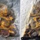 Una flor adelantada a su tiempo: hallan en China un fósil de 295 millones de años que sitúa a los frutos antes que los dinosaurios