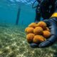 Unos científicos metieron 42 esponjas marinas en el puerto español más contaminado. 455 días después han descubierto a la más resistente