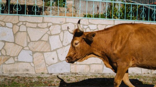 "Ya estamos aburridos": un pueblo de Zamora se queda sin agua por unas vacas. El problema es que ya tenían problemas de abastecimiento