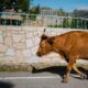 "Ya estamos aburridos": un pueblo de Zamora se queda sin agua por unas vacas. El problema es que ya tenían problemas de abastecimiento