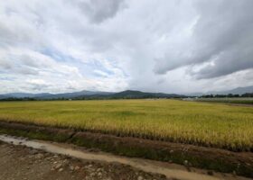 Abinader deroga decreto sobre aranceles al arroz importado