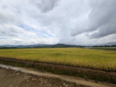 Abinader deroga decreto sobre aranceles al arroz importado