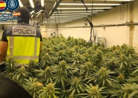 Absueltos dos vascos de un delito de tráfico de drogas porque la Subdelegación del Gobierno pesó la marihuana con tallos y hojas