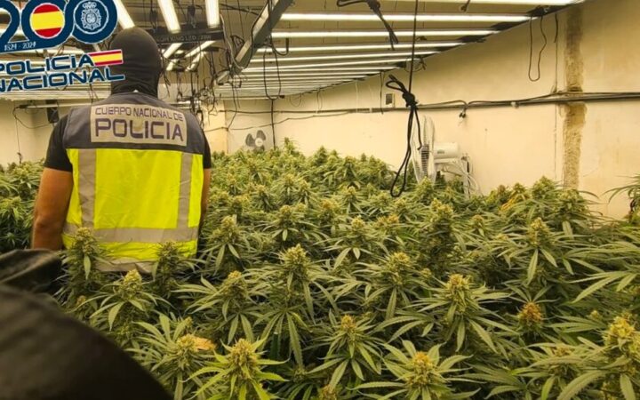 Absueltos dos vascos de un delito de tráfico de drogas porque la Subdelegación del Gobierno pesó la marihuana con tallos y hojas